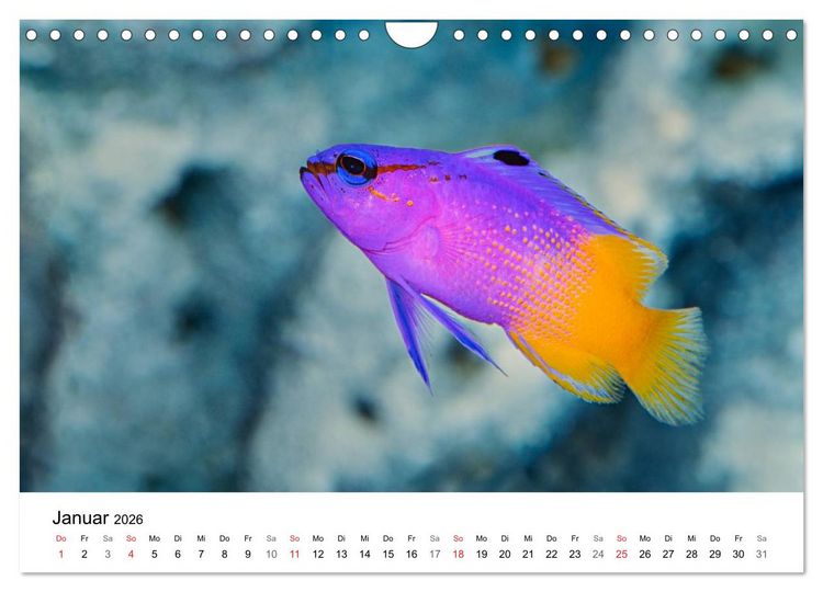 Produktbild: Fischzauber - Wundervolle Aquarienfische (Wandkalender 2026 DIN A4 quer), CALVENDO Monatskalender
