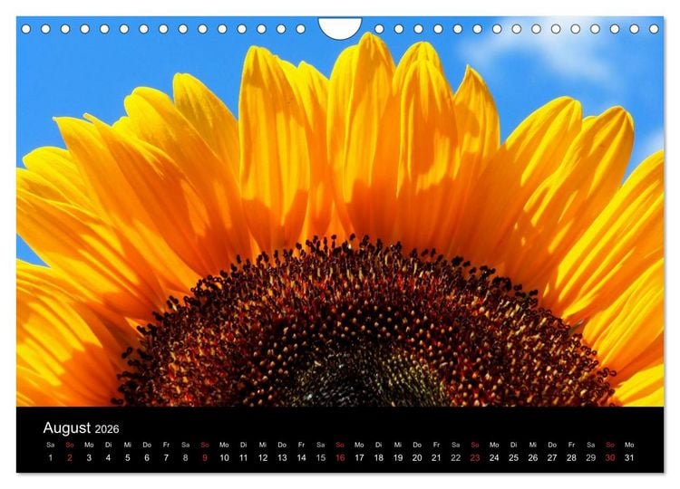 Produktbild: Sonnenblumen (Wandkalender 2026 DIN A4 quer), CALVENDO Monatskalender