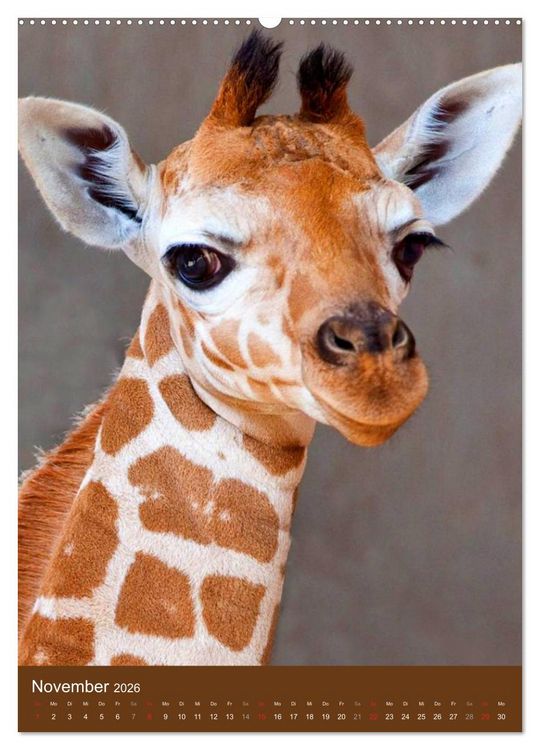Produktbild: Giraffen (hochwertiger Premium Wandkalender 2026 DIN A2 hoch), Kunstdruck in Hochglanz