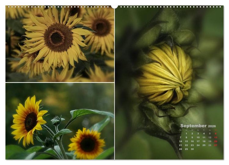 Produktbild: Blumenreise 2026 (hochwertiger Premium Wandkalender 2026 DIN A2 quer), Kunstdruck in Hochglanz
