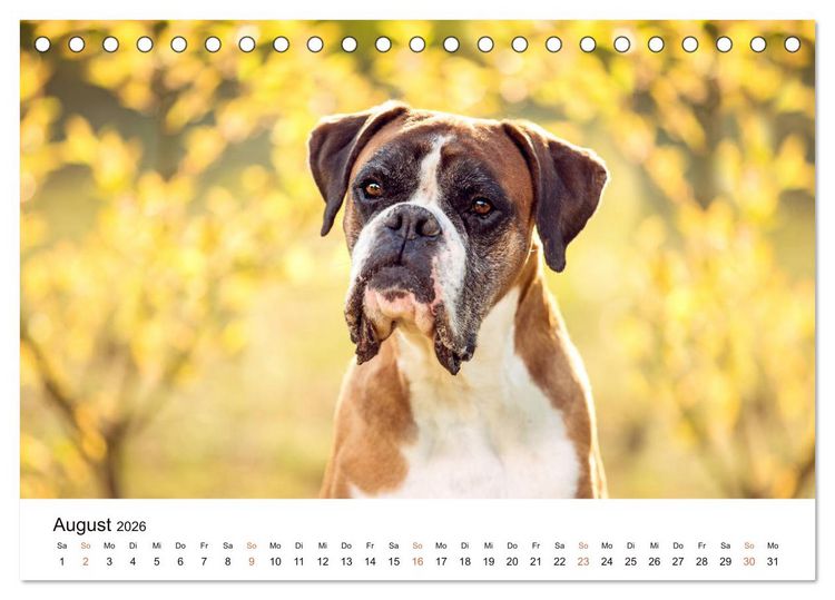 Produktbild: Deutscher Boxer (Tischkalender 2026 DIN A5 quer), CALVENDO Monatskalender