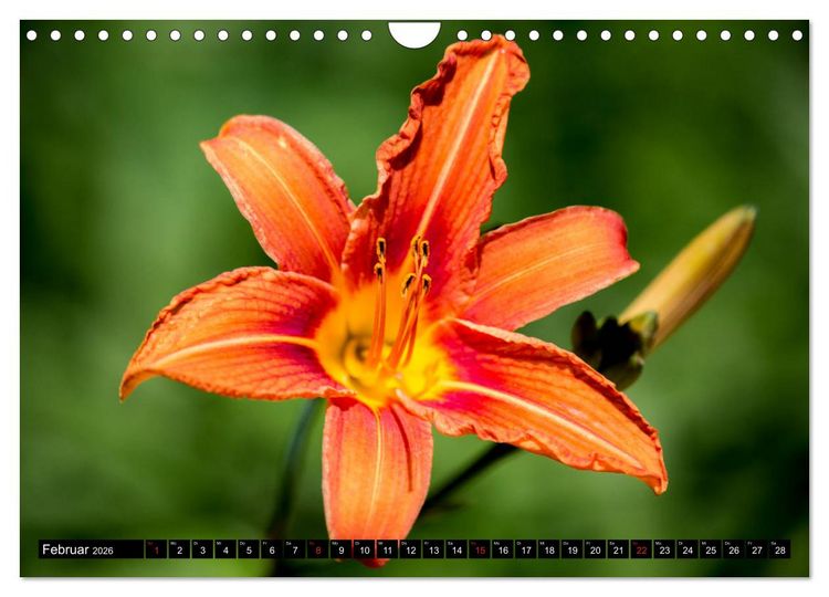 Produktbild: Kleine Blumen ganz gro&szlig; (Wandkalender 2026 DIN A4 quer), CALVENDO Monatskalender