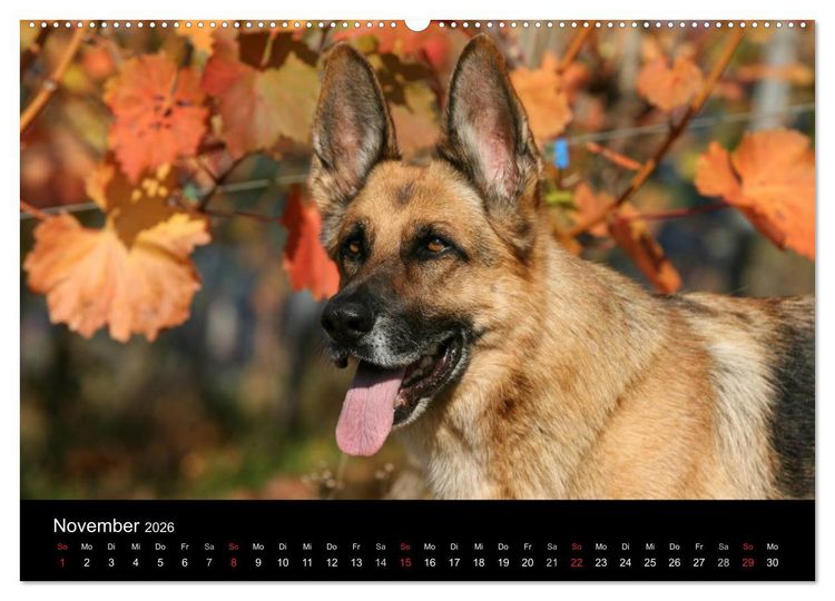 Produktbild: Mit dem Deutschen Sch&auml;ferhund durch's Jahr (hochwertiger Premium Wandkalender 2026 DIN A2 quer), Kunstdruck in Hochglanz