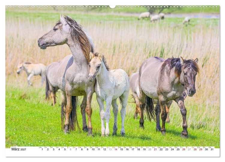 Produktbild: Ein Herz f&uuml;r Wildpferde (hochwertiger Premium Wandkalender 2027 DIN A2 quer), Kunstdruck in Hochglanz