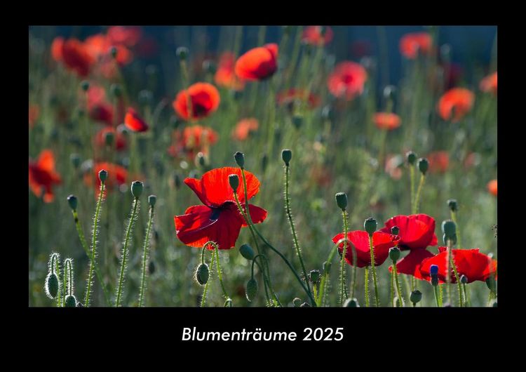 Produktbild: Blumentr&auml;ume 2025 Fotokalender DIN A3
