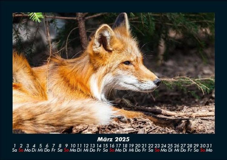 Produktbild: Welt der Tiere 2025 Fotokalender DIN A5