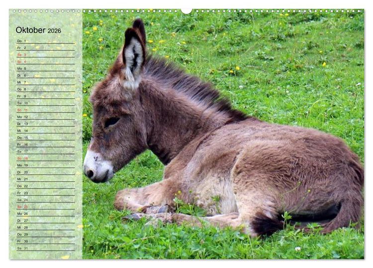 Produktbild: Esel. H&uuml;bsch, klug und flei&szlig;ig (hochwertiger Premium Wandkalender 2026 DIN A2 quer), Kunstdruck in Hochglanz