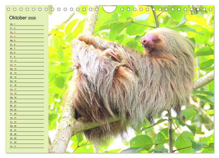 Produktbild: Der Faultier-Planer f&uuml;r mehr Ruhe und Gem&uuml;tlichkeit! (Wandkalender 2026 DIN A4 quer), CALVENDO Monatskalender