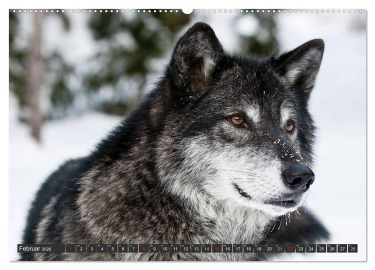 Produktbild: W&ouml;lfe. Graue Eminenzen (hochwertiger Premium Wandkalender 2026 DIN A2 quer), Kunstdruck in Hochglanz