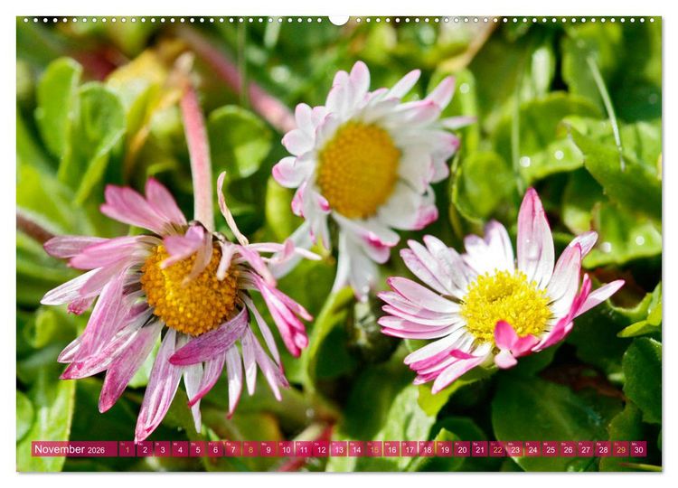 Produktbild: Auf Augenh&ouml;he mit G&auml;nsebl&uuml;mchen (hochwertiger Premium Wandkalender 2026 DIN A2 quer), Kunstdruck in Hochglanz