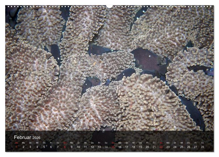 Produktbild: Unterwasser Strukuren (hochwertiger Premium Wandkalender 2026 DIN A2 quer), Kunstdruck in Hochglanz