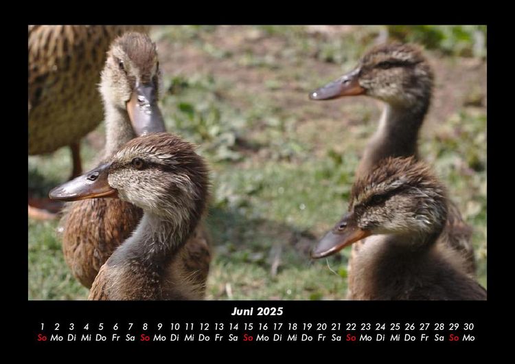 Produktbild: Enten 2025 Fotokalender DIN A3