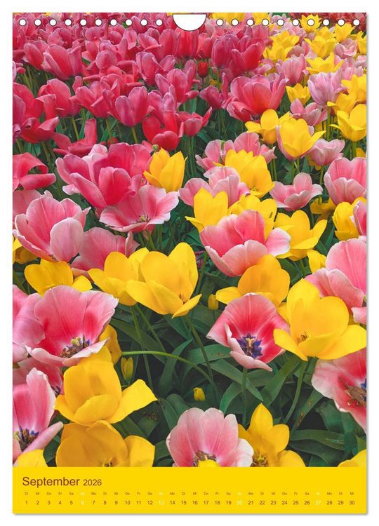 Produktbild: Tulpen. Bunter Fr&uuml;hling (Wandkalender 2026 DIN A4 hoch), CALVENDO Monatskalender