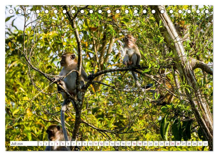 Produktbild: Gunung Leuser Nationalpark Sumatra (Tischkalender 2026 DIN A5 quer), CALVENDO Monatskalender
