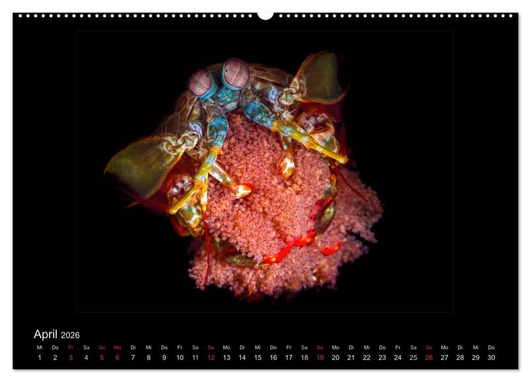 Produktbild: OCEAN - ART (hochwertiger Premium Wandkalender 2026 DIN A2 quer), Kunstdruck in Hochglanz