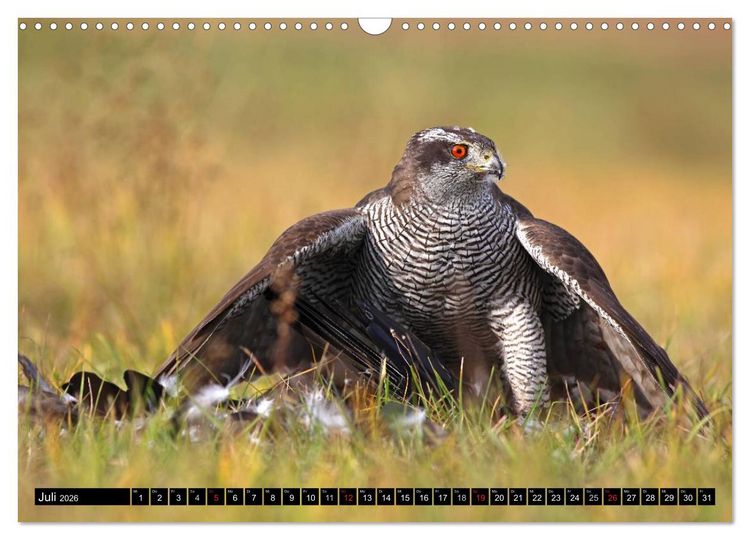 Produktbild: GREIFV&Ouml;GEL wild & frei (Wandkalender 2026 DIN A3 quer), CALVENDO Monatskalender