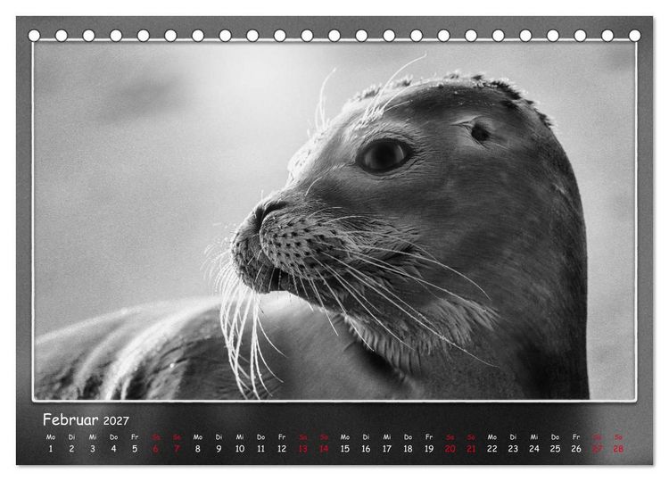 Produktbild: Tieren ins Gesicht geschaut (Tischkalender 2027 DIN A5 quer), CALVENDO Monatskalender