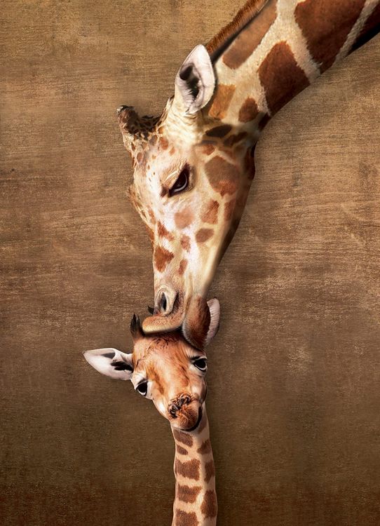 Produktbild: Family Puzzle 500 Teile - Oversize - Giraffe Mother's Kiss