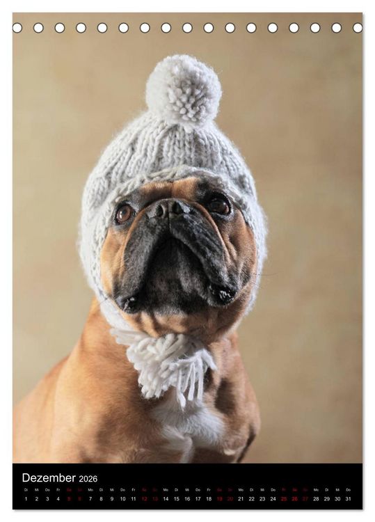 Produktbild: Bullys mit Charme - Franz&ouml;sische Bulldoggen im Portrait (Tischkalender 2026 DIN A5 hoch), CALVENDO Monatskalender
