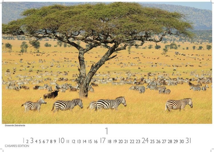 Produktbild: Wilde Tiere Afrikas Kalender 2027 &ndash; Wandkalender | Fotokalender Afrika 35x50cm | Naturfotografie | Tierkalender Afrika | Geschenk f&uuml;r Naturliebhaber
