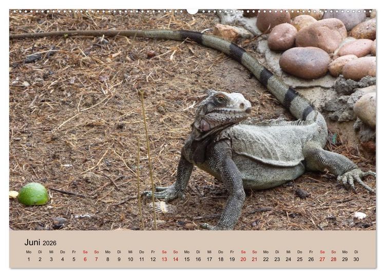 Produktbild: Venezuela - Natur pur Orinoco Delta und die Anden (Wandkalender 2026 DIN A2 quer), CALVENDO Monatskalender