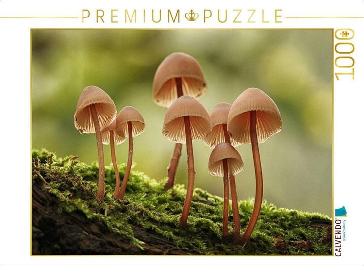 Produktbild: CALVENDO Puzzle Ein Motiv aus dem Kalender Pilze, die stillen Waldbewohner 2019 | 1000 Teile Lege-Gr&ouml;&szlig;e 64x48cm Foto-Puzzle f&uuml;r gl&uuml;ckliche Stunden