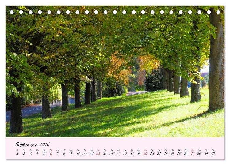 Produktbild: Wald und Baum 2026 (Tischkalender 2026 DIN A5 quer), CALVENDO Monatskalender