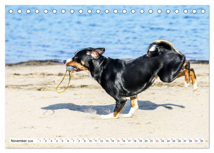 Produktbild: Appenzeller Sennenhunde (Tischkalender 2026 DIN A5 quer), CALVENDO Monatskalender
