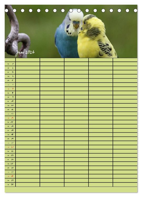 Produktbild: Der Wellensittich-Familienplaner (Tischkalender 2026 DIN A5 hoch), CALVENDO Monatskalender