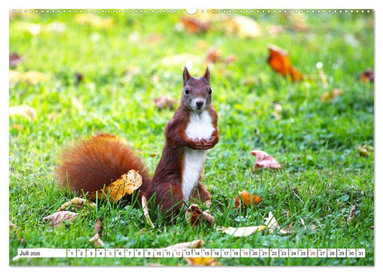 Produktbild: Eichh&ouml;rnchen in freier Natur (Wandkalender 2026 DIN A2 quer), CALVENDO Monatskalender