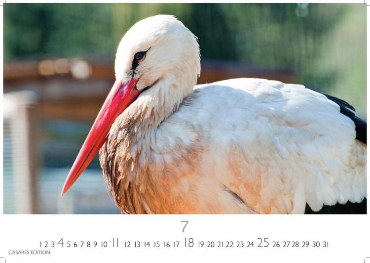 Produktbild: St&ouml;rche Kalender 2027 &ndash; Wandkalender | Fotokalender Tierkalender 35x50cm Grosses Format - Inspirierende Storch-Motive f&uuml;r Natur- und Tierkalenderliebhaber.