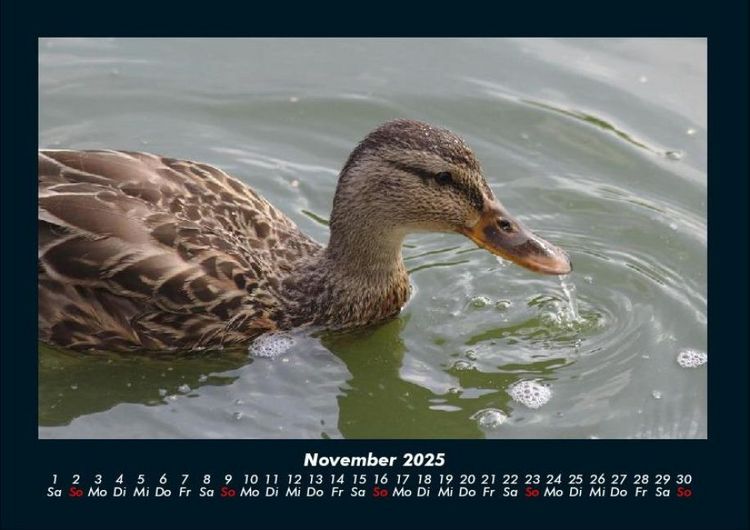 Produktbild: Enten 2025 Fotokalender DIN A4