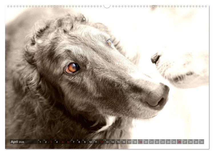 Produktbild: Windhunde eye-catcher (Wandkalender 2026 DIN A2 quer), CALVENDO Monatskalender