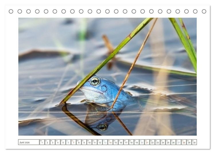 Produktbild: Wenn Fr&ouml;sche blau machen - das geheime Leben der Moorfr&ouml;sche von Tanja Riedel (Tischkalender 2026 DIN A5 quer), CALVENDO Monatskalender