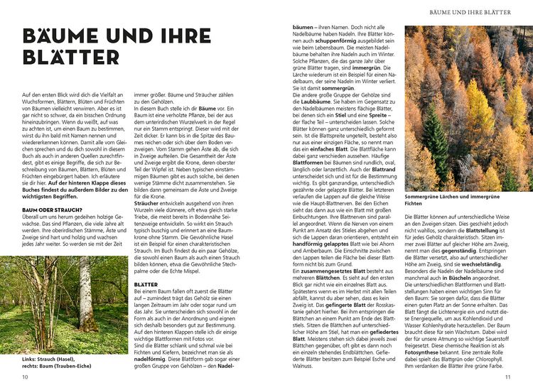 Produktbild: Die siehst du! B&auml;ume