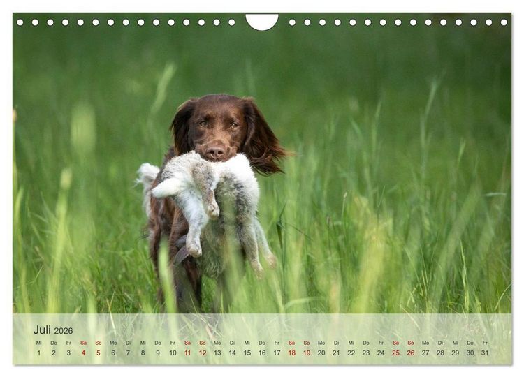 Produktbild: Treue Jagdgef&auml;hrten Der kleine M&uuml;nsterl&auml;nder (Wandkalender 2026 DIN A4 quer), CALVENDO Monatskalender