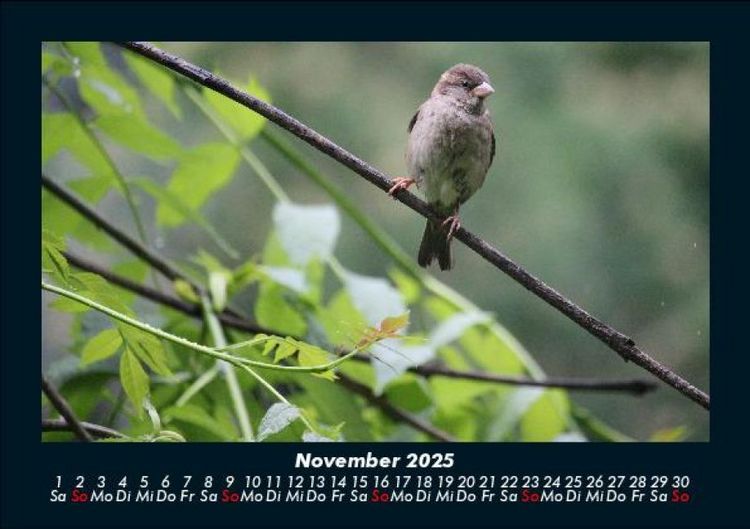 Produktbild: Vogelparadies 2025 Fotokalender DIN A5