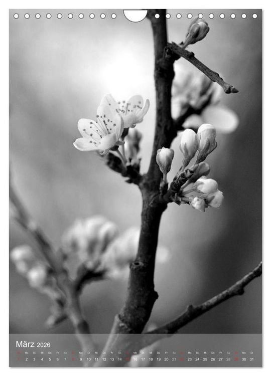 Produktbild: Monochrome Bl&uuml;ten - In Schwarz-Wei&szlig; Bildern durch das Jahr (Wandkalender 2026 DIN A4 hoch), CALVENDO Monatskalender