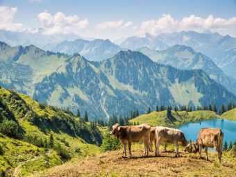 Produktbild: CALVENDO Puzzle Rinder am Nebelhorn | 1000 Teile Lege-Gr&ouml;&szlig;e 64x48cm Foto-Puzzle f&uuml;r gl&uuml;ckliche Stunden