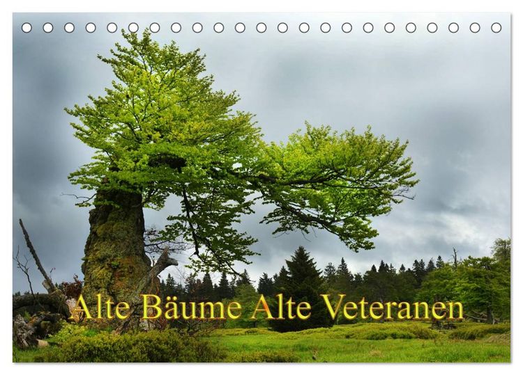 Produktbild: Alte B&auml;ume Alte Veteranen (Tischkalender 2026 DIN A5 quer), CALVENDO Monatskalender