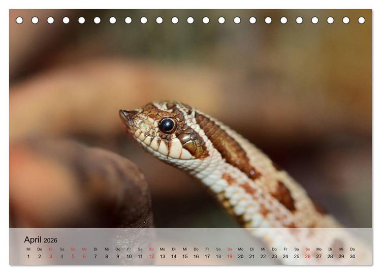 Produktbild: Kleine Reptilien (Tischkalender 2026 DIN A5 quer), CALVENDO Monatskalender