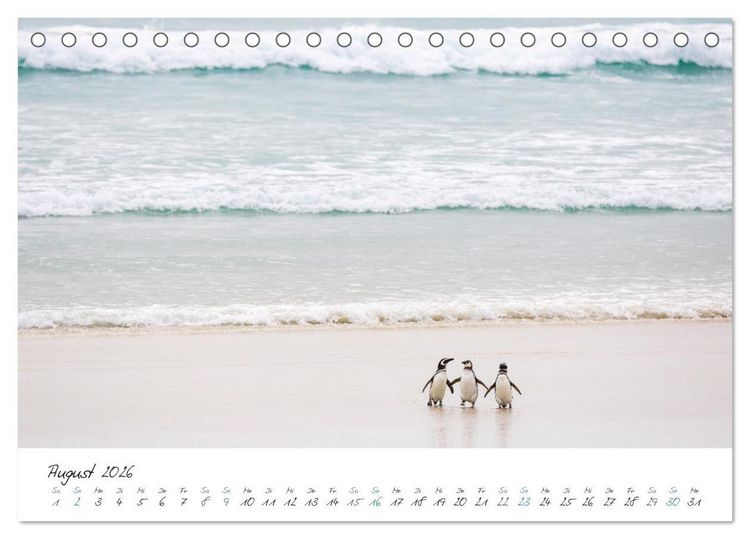 Produktbild: Tierisches von den Falklandinseln (Tischkalender 2026 DIN A5 quer), CALVENDO Monatskalender