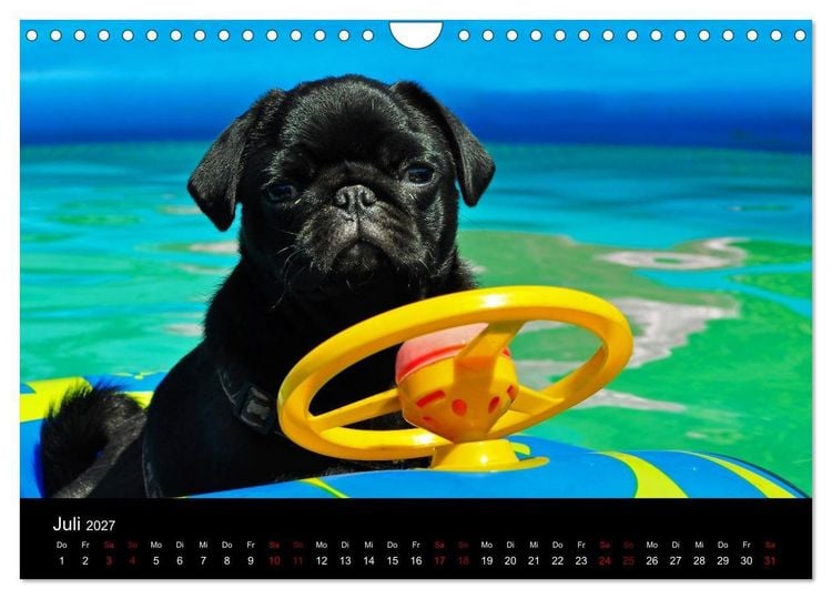 Produktbild: Alles Mops-Kalender 2027 (Wandkalender 2027 DIN A4 quer), CALVENDO Monatskalender