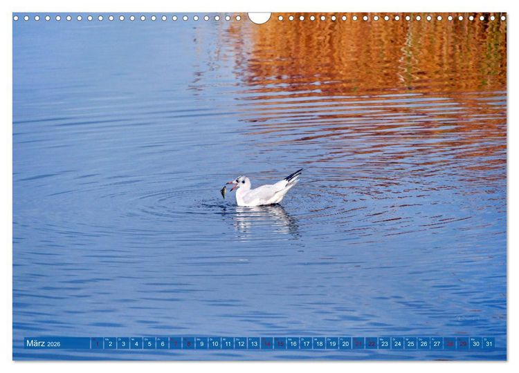 Produktbild: Steinhuder Meer, Vogel-Momente (Wandkalender 2026 DIN A3 quer), CALVENDO Monatskalender