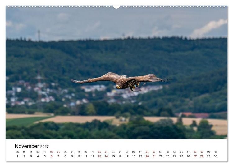 Produktbild: Greifv&ouml;gel in Aktion - Dynamische Flugbilder und Portr&auml;ts (Wandkalender 2027 DIN A2 quer), CALVENDO Monatskalender