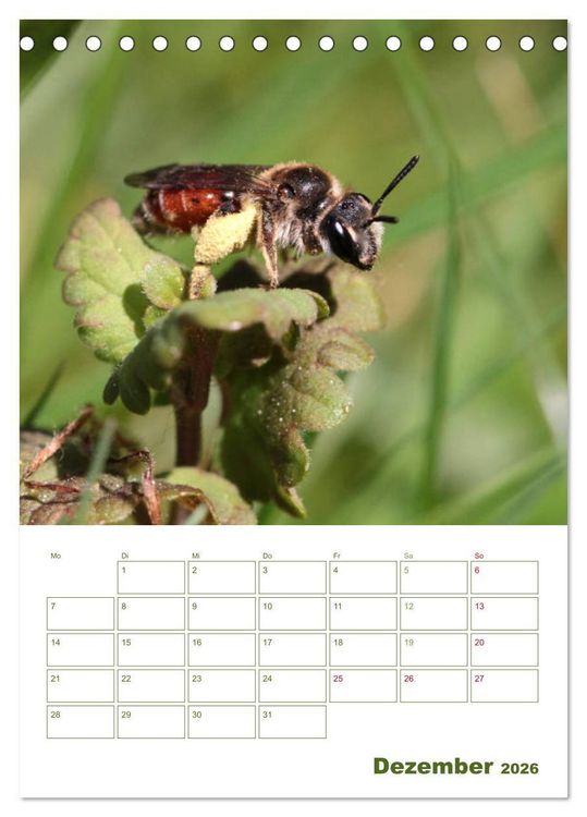Produktbild: Wildbienen-Terminplaner 2026 (Tischkalender 2026 DIN A5 hoch), CALVENDO Monatskalender