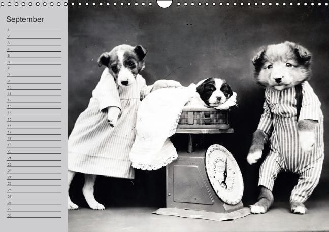 Produktbild: Katzen und Hunde - Nostalgie auf Pfoten (Wandkalender immerw&auml;hrend DIN A3 quer)