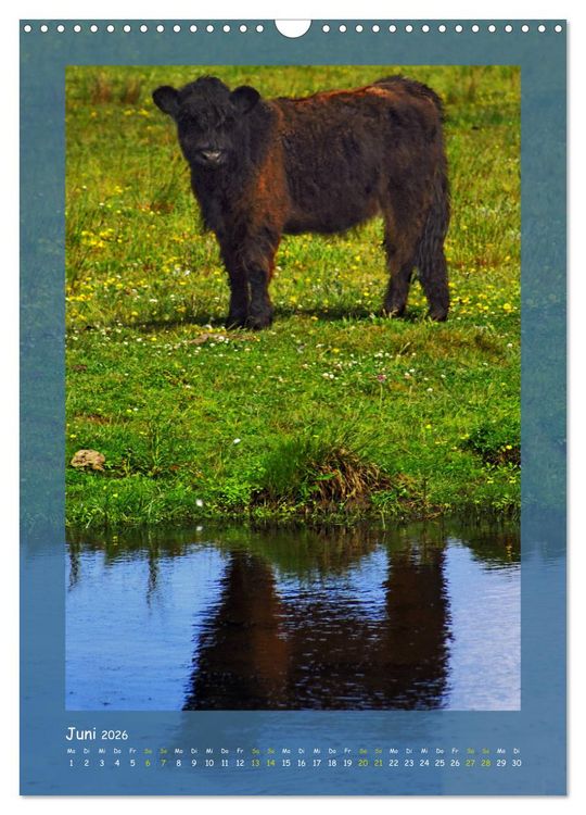 Produktbild: Texel sehen und verlieben (Wandkalender 2026 DIN A3 hoch), CALVENDO Monatskalender