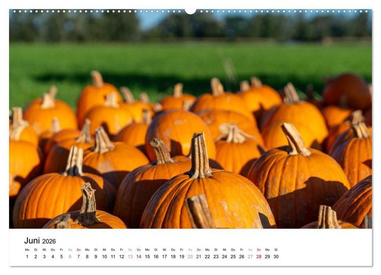 Produktbild: K&Uuml;RBIS KALENDER - Die sch&ouml;nsten K&uuml;rbisse des Jahres (hochwertiger Premium Wandkalender 2026 DIN A2 quer), Kunstdruck in Hochglanz