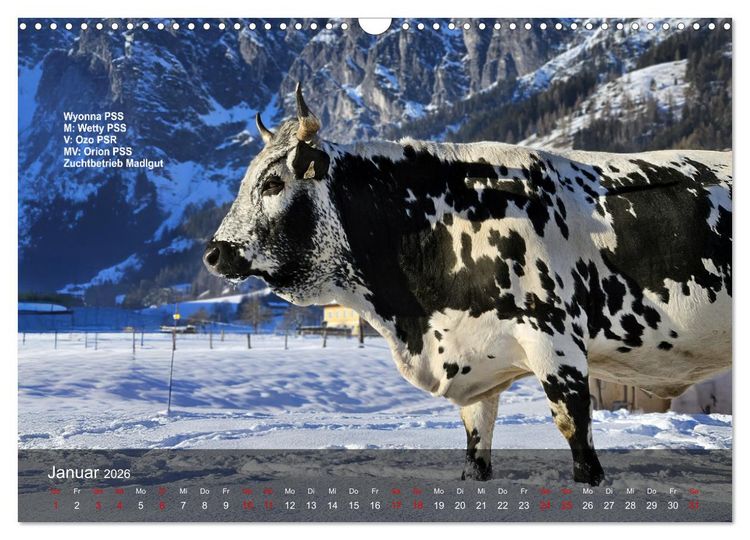 Produktbild: Pustertaler Sprinzen und Schecken 2026 (Wandkalender 2026 DIN A3 quer), CALVENDO Monatskalender